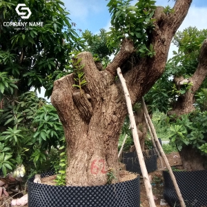 LỘC VỪNG GIÁ RẺ