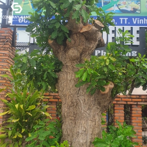 CÂY LỘC VỪNG DÁNG ĐẸP TẠI LONG AN