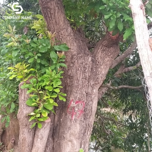 MUA BÁN CÂY LỘC VỪNG KHỦNG