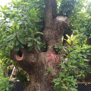 CÂY LỘC VỪNG DÁNG ĐẸP GIÁ RẺ