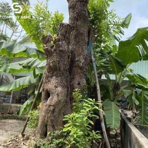 CÂY LỘC VỪNG GIÁ RẺ THÂN ĐÔI GIAO TOÀN QUỐC
