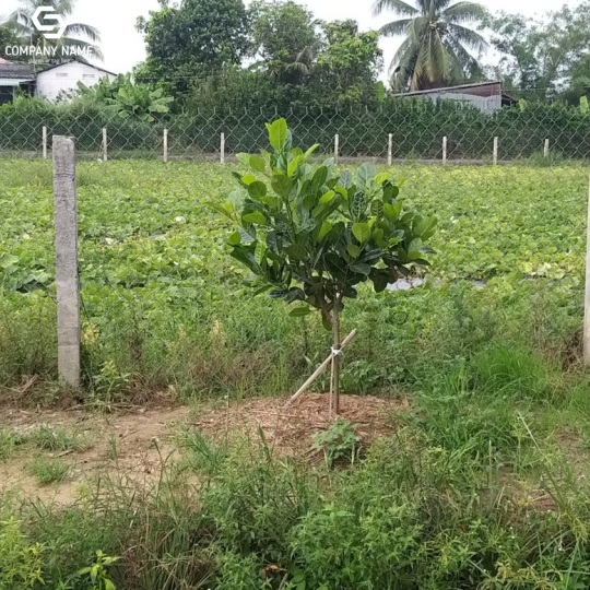 BÁN ĐẤT GIÁ RẺ TẠI TP.TÂN AN - LONG AN