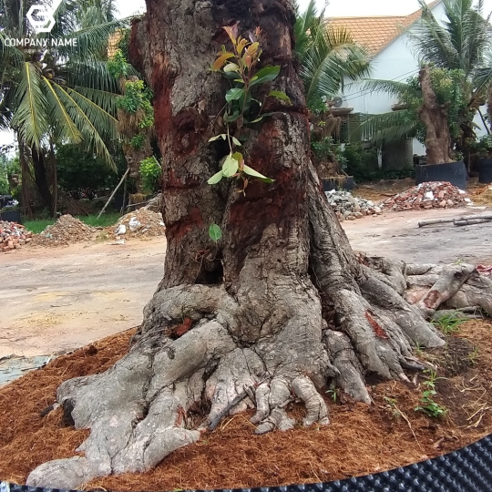 CÂY TRÂM GÓI CỔ THỤ GIÁ RẺ