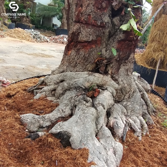 CÂY TRÂM GÓI CỔ THỤ GIÁ RẺ