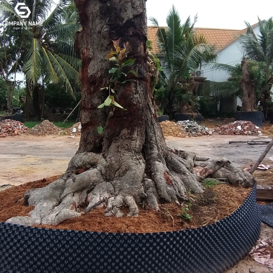 CÂY TRÂM GÓI CỔ THỤ GIÁ RẺ