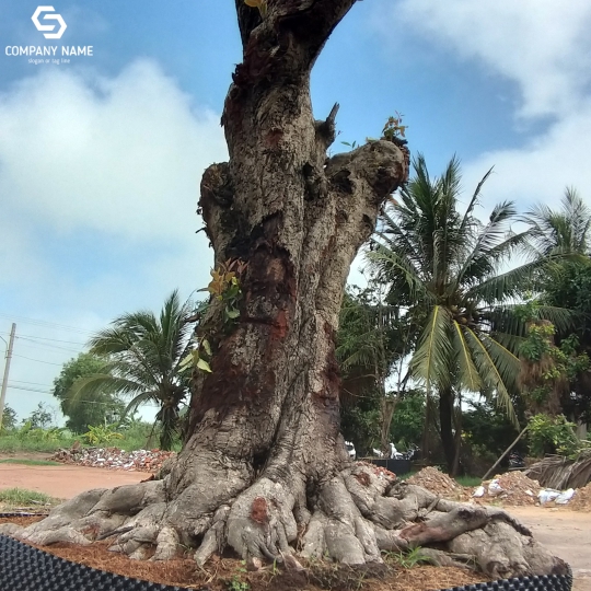 CÂY TRÂM GÓI CỔ THỤ GIÁ RẺ