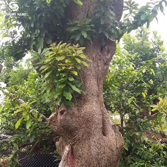 MUA BÁN CÂY LỘC VỪNG TOÀN QUỐC