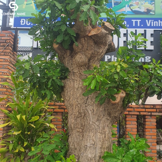 CÂY LỘC VỪNG DÁNG ĐẸP TẠI LONG AN