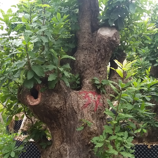 CÂY LỘC VỪNG DÁNG ĐẸP GIÁ RẺ
