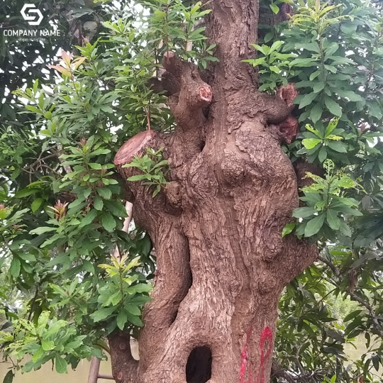 CÂY LỘC VỪNG GIÁ RẺ TẠI TÂN AN