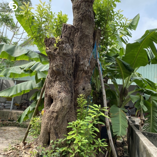 CÂY LỘC VỪNG GIÁ RẺ THÂN ĐÔI GIAO TOÀN QUỐC