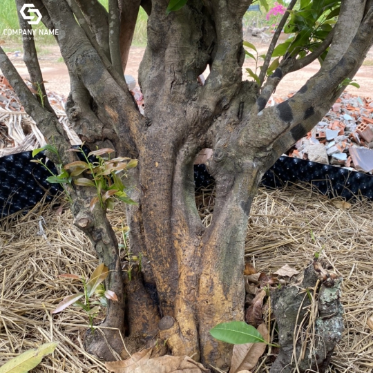 CÂY MAI CỔ THỤ GIÁ RẺ TẠI LONG AN